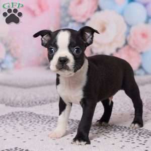 Jerry, Boston Terrier Puppy